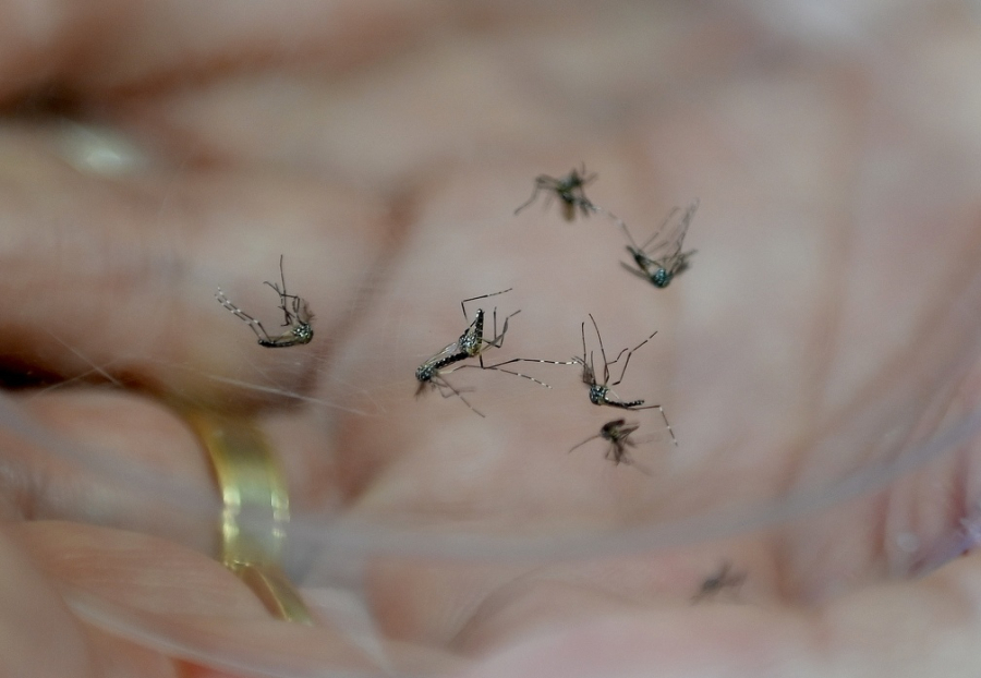 Campinas intensifica medidas contra a dengue em 11 bairros